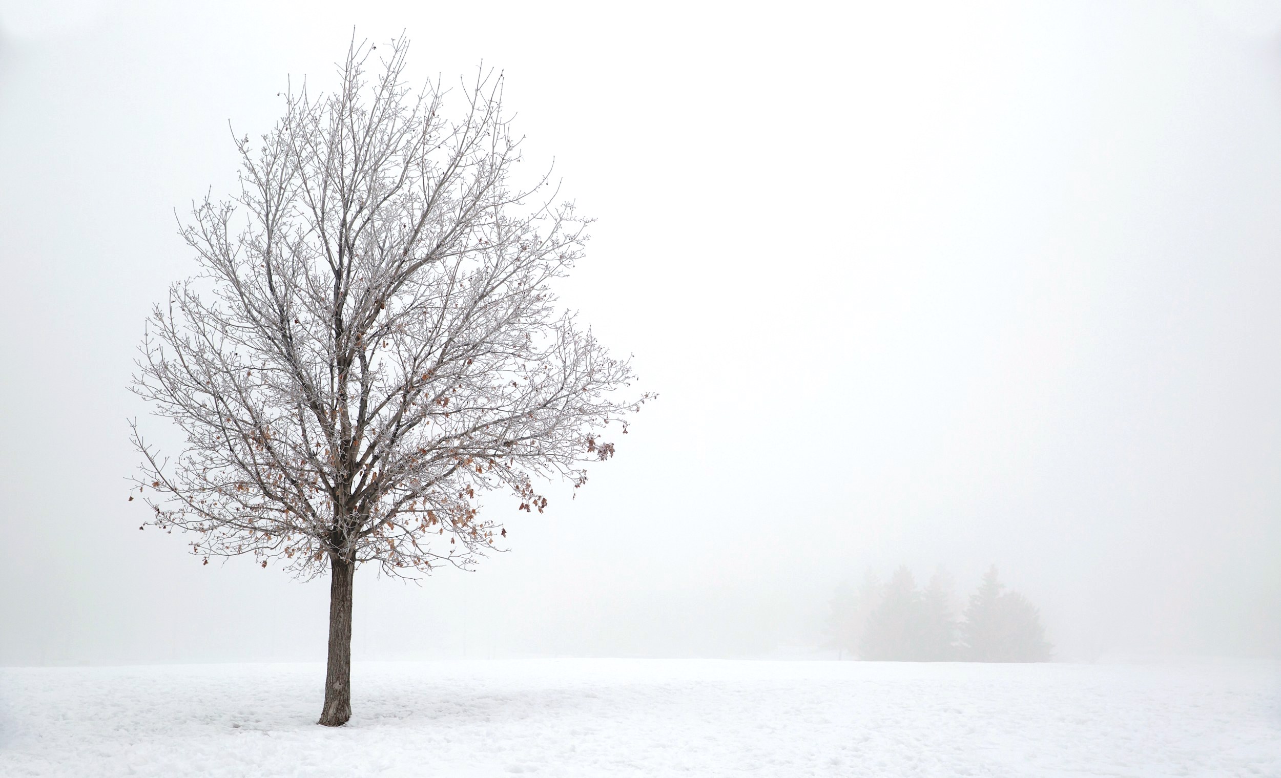 If winter had a face ... I would punch it. | DESIGN THE LIFE YOU WANT TO LIVE | Lynne Knowlton