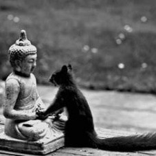 Dear Buddha I want to have your peace your wisdom, your serenity, your divine nature your acorn hat. Love, Squirrel.