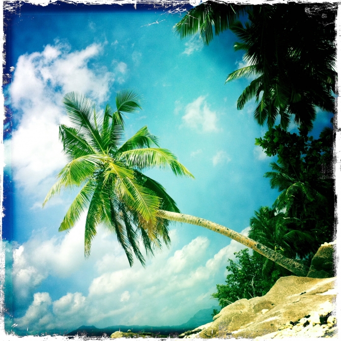 palm trees, beach, sun, fun
