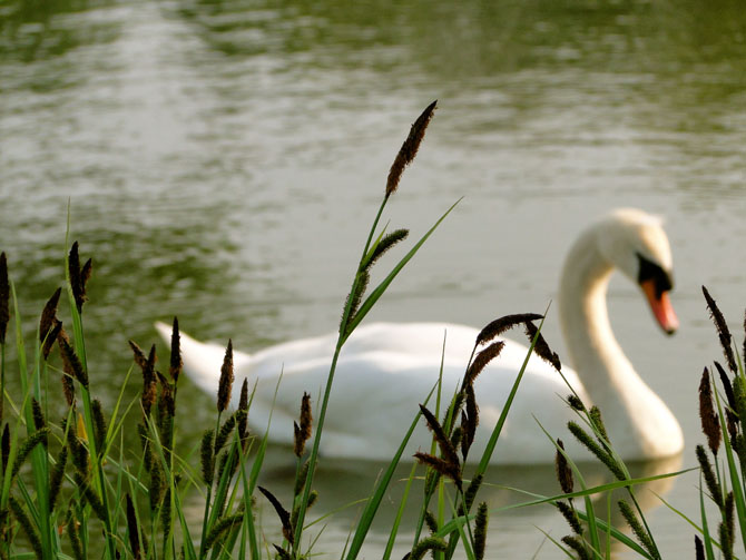 Swan, beauty, nature, green, bloggers life