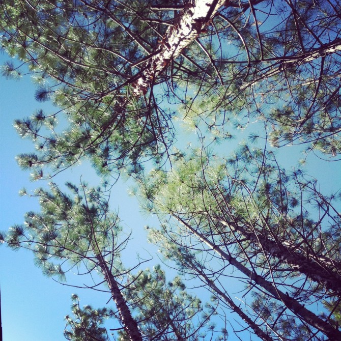 #Daydreaming ~ looking up to the sky ~ via lynneknowlton.com ... a fun #blog. Check it out !