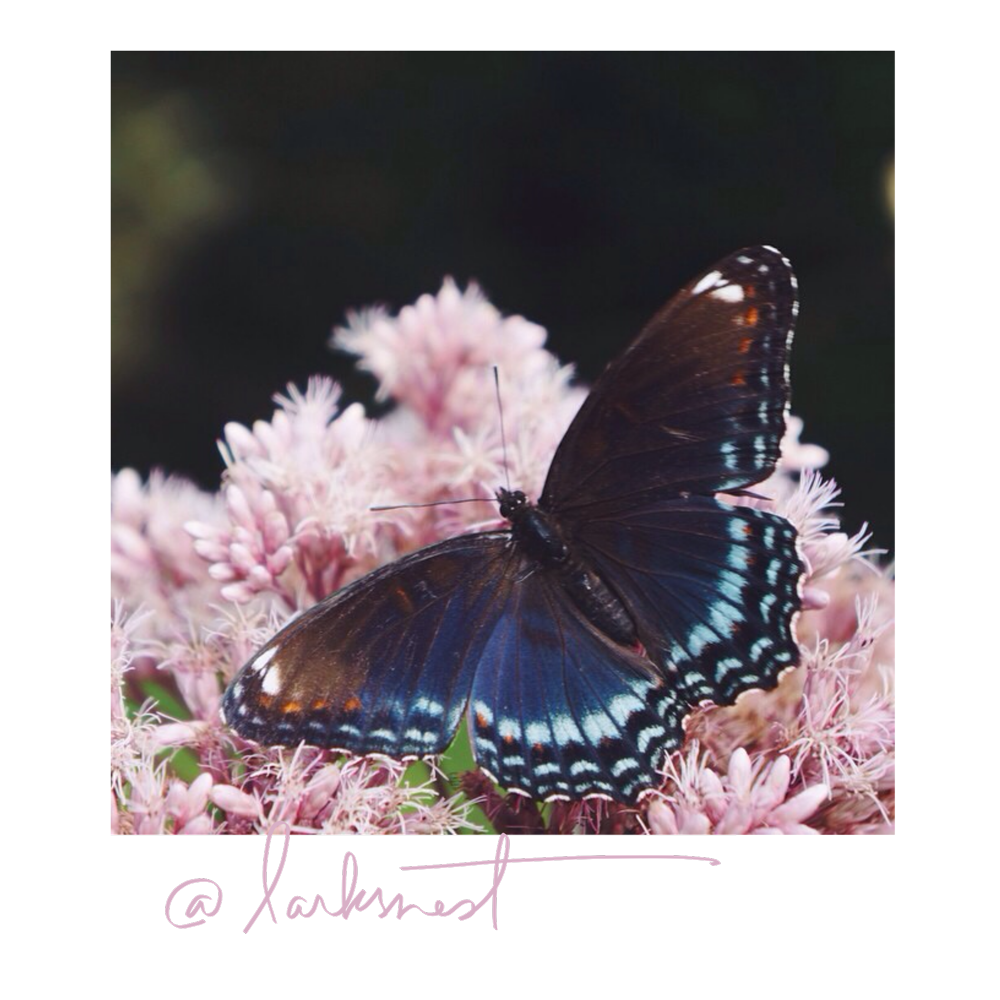 instagramlarksnestbutterfly Design The Life You Want To Live