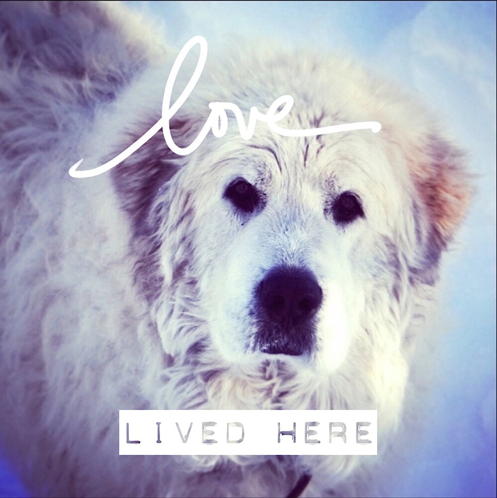 Blog post: Talking about the loss of a dear pet. Dogs are our LOVEs. xx